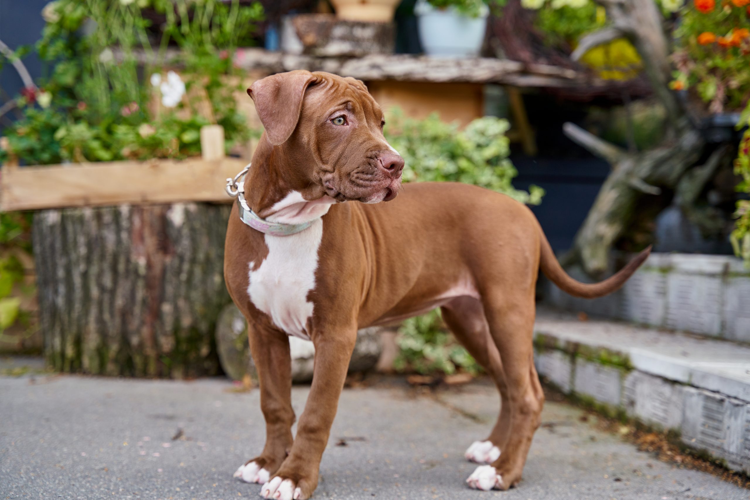 Pitbull puppies shops cost