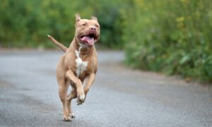 American Pit Bull Terrier