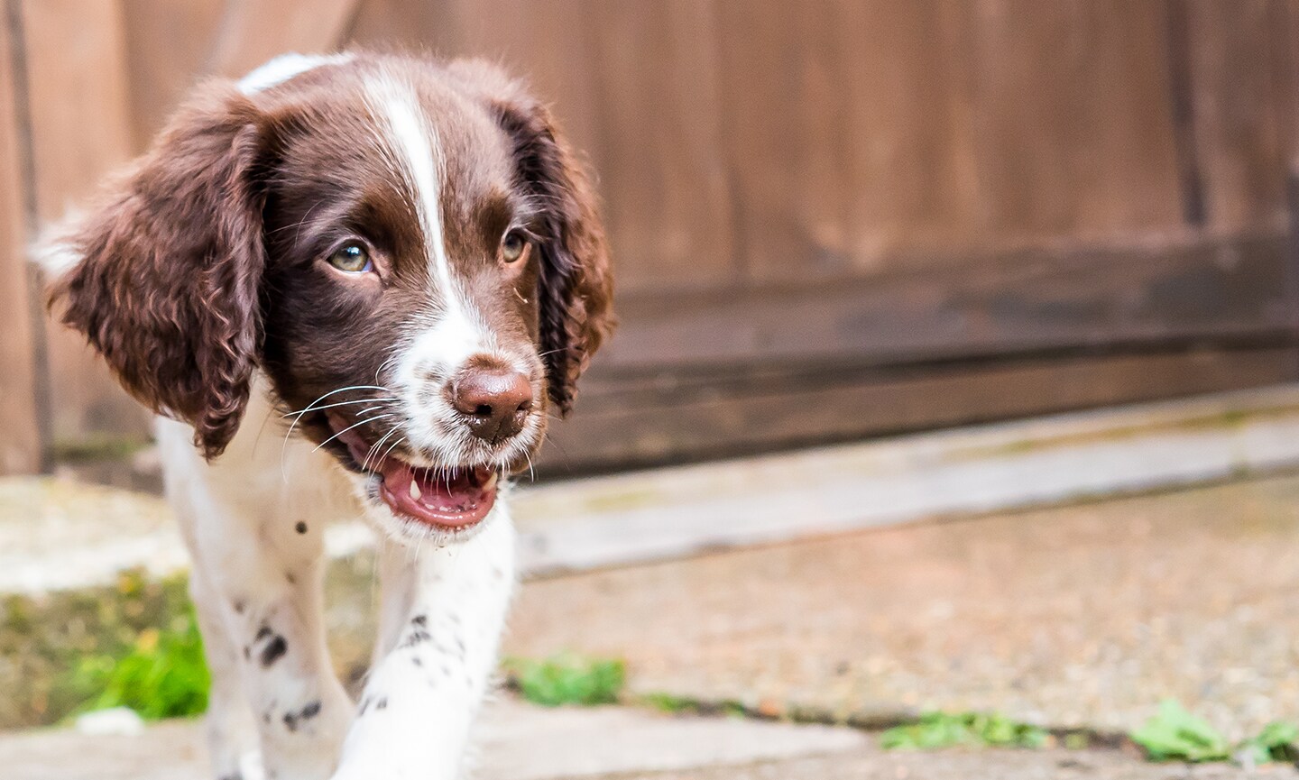 Fashion springer spaniel undocked tail