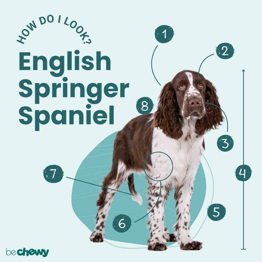 Female orders english springer spaniel