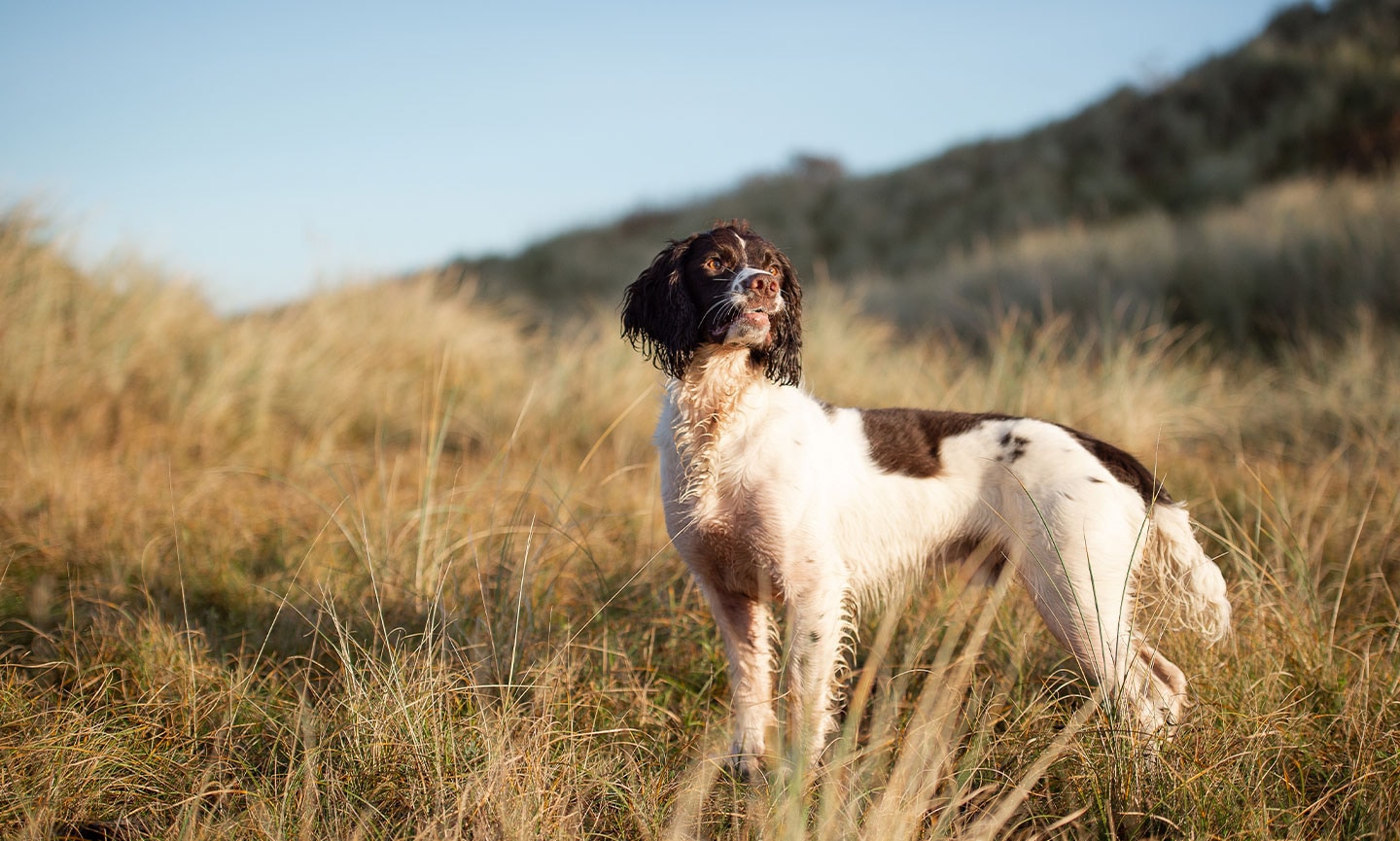 English Springer Spaniel Breed Characteristics Care Photos Chewy