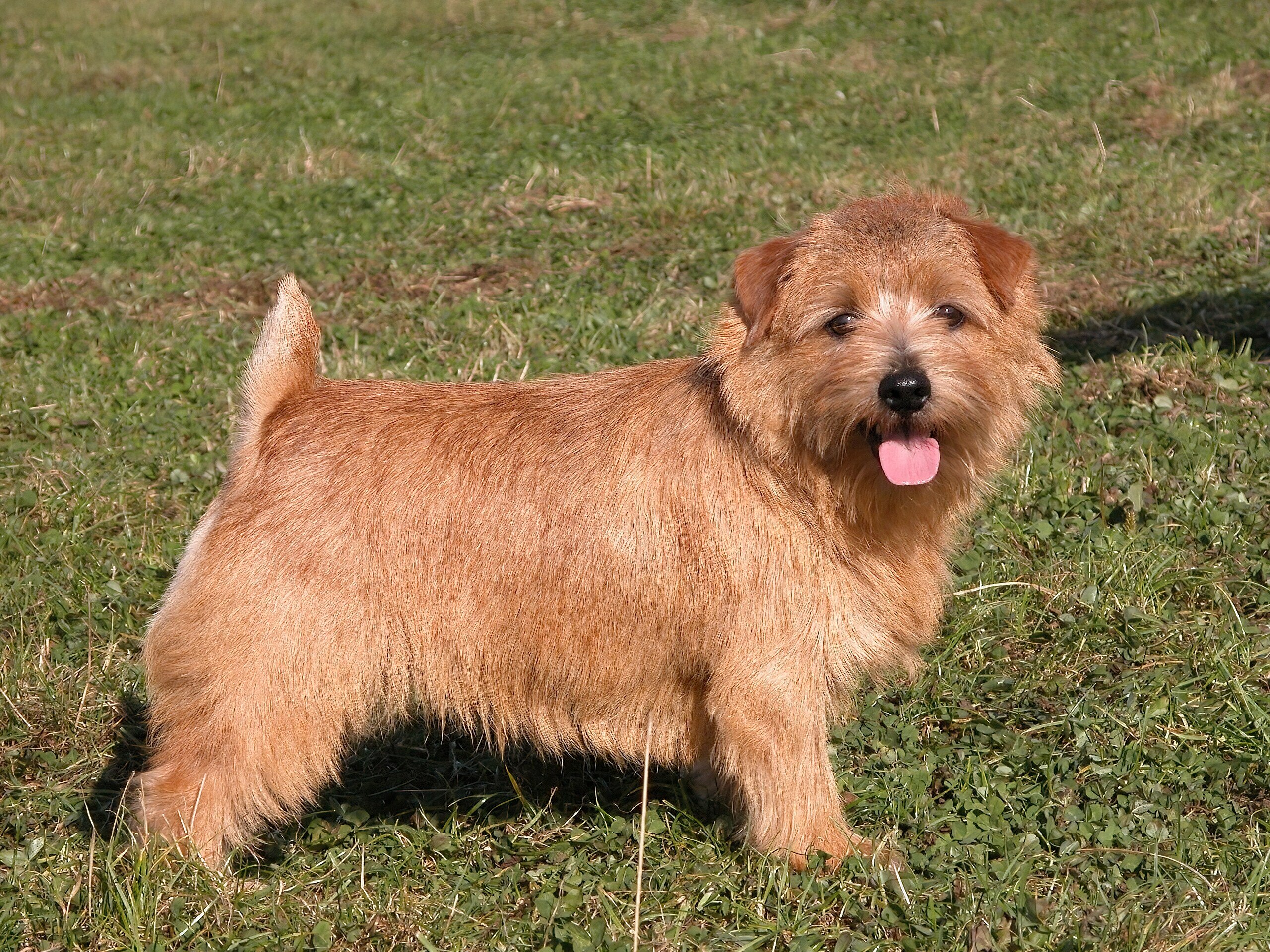 Norfolk Terrier Toronto Norfolk Terrier Toronto