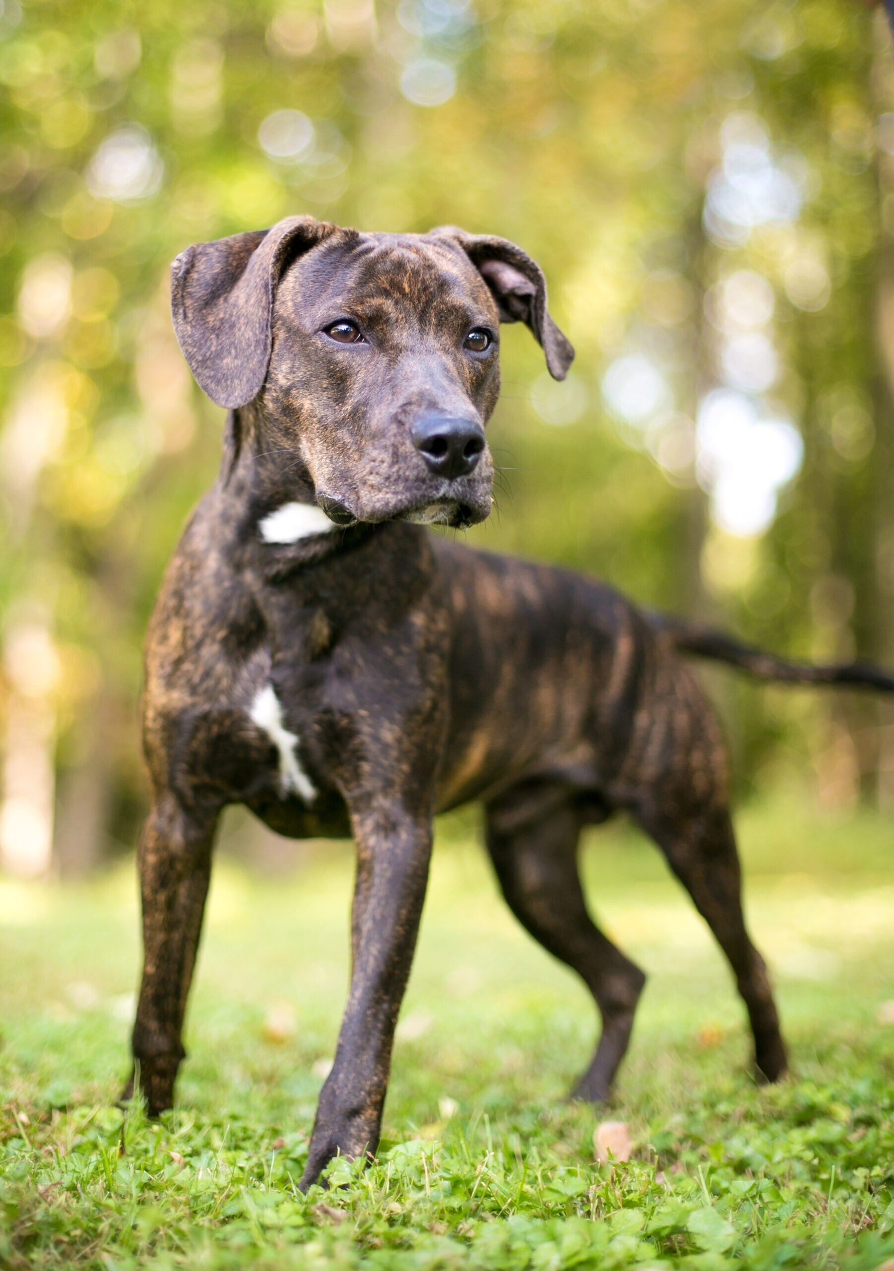 A brindle Plott Hound dog