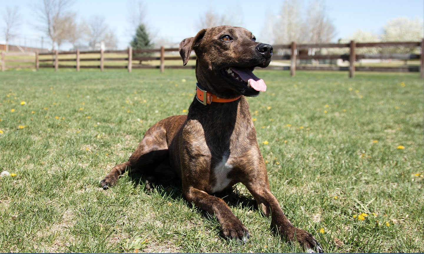 Brindle plott hound lab mix shops