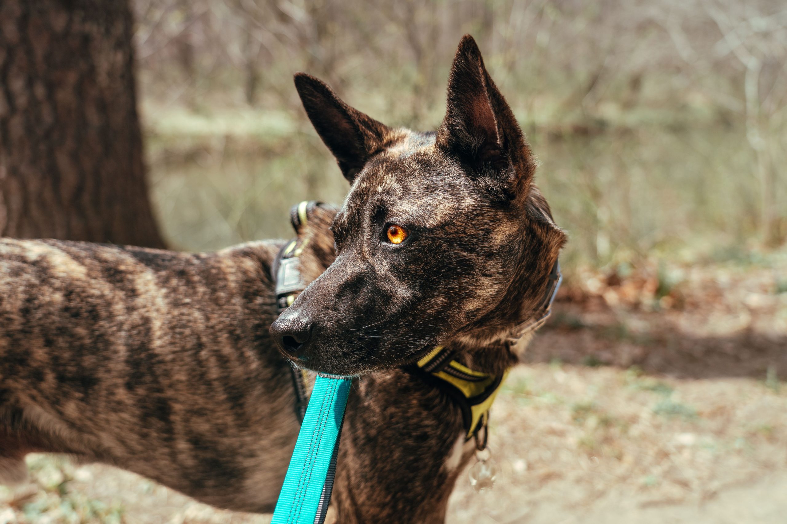 German fashion shepherd x dutch shepherd