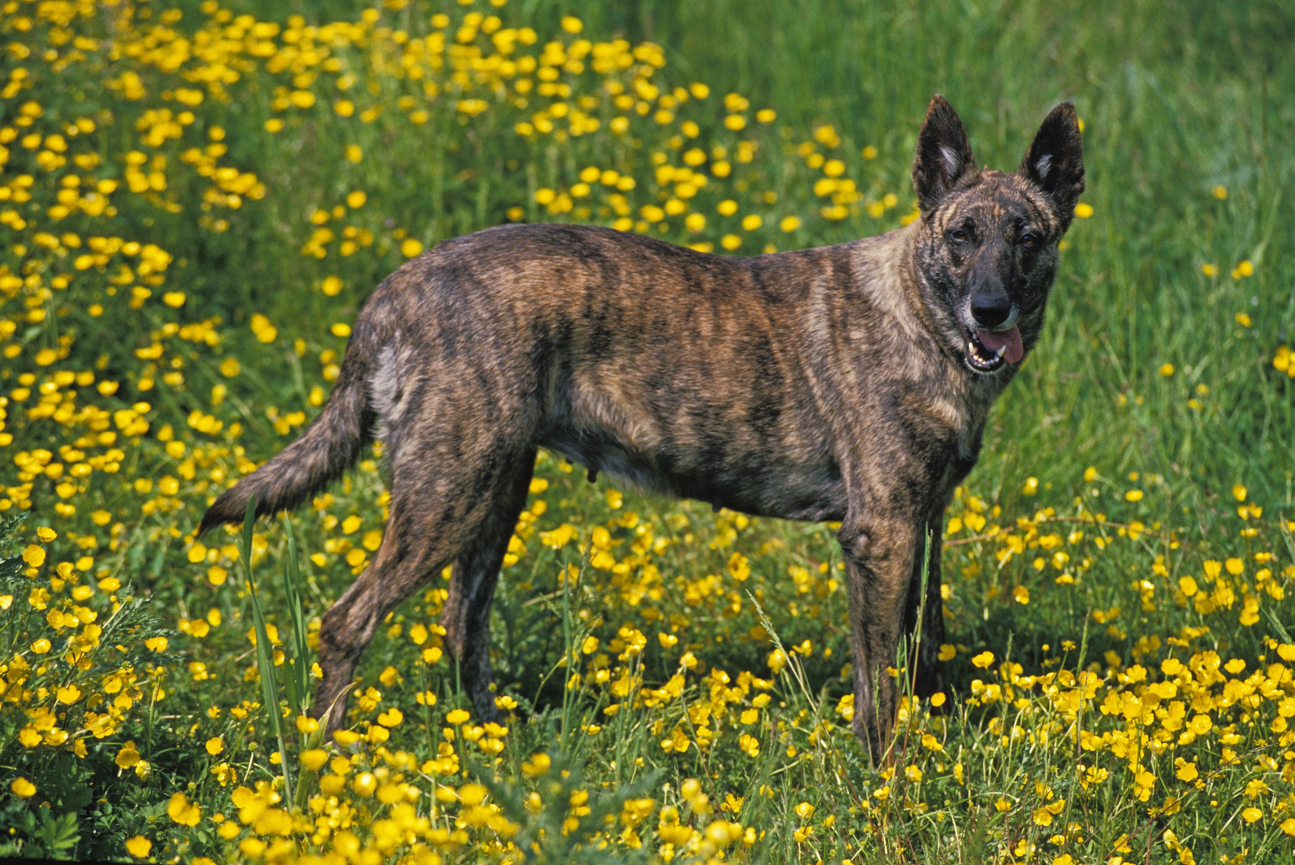 Dutch fashion shepherd dog