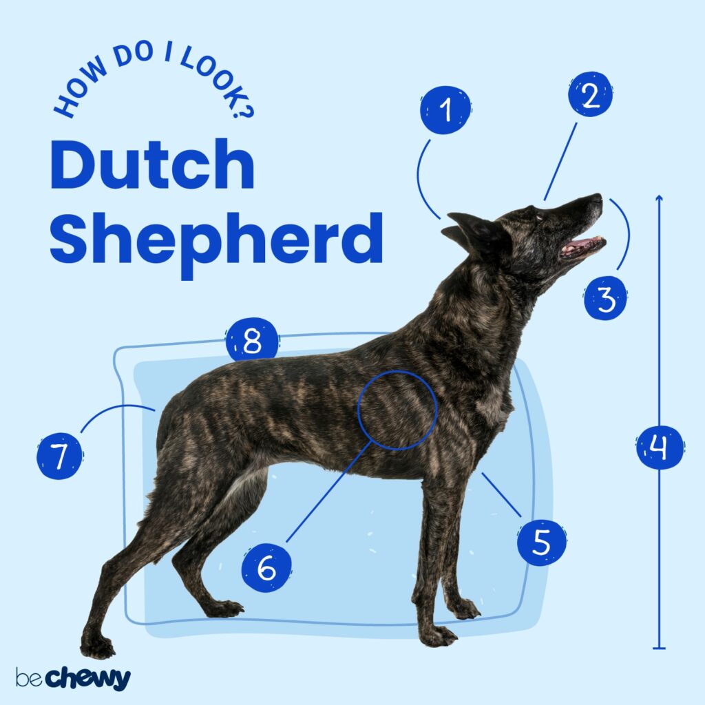 Shops dutch shepherd dog for