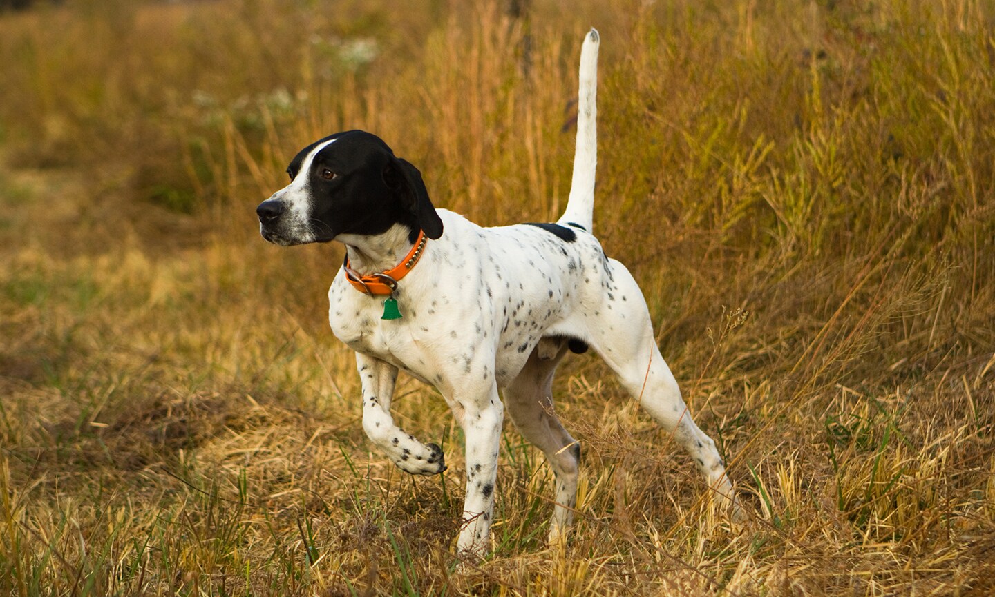 English shops pointer shedding