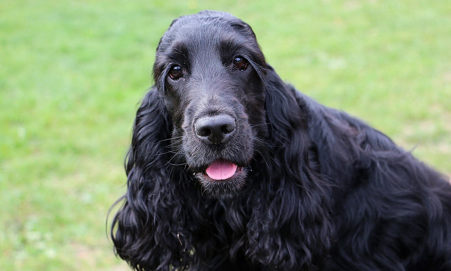 English cocker spaniel fashion breeds