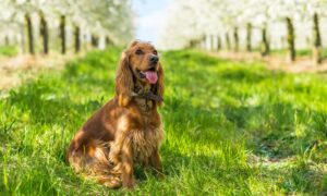 English Cocker Spaniel