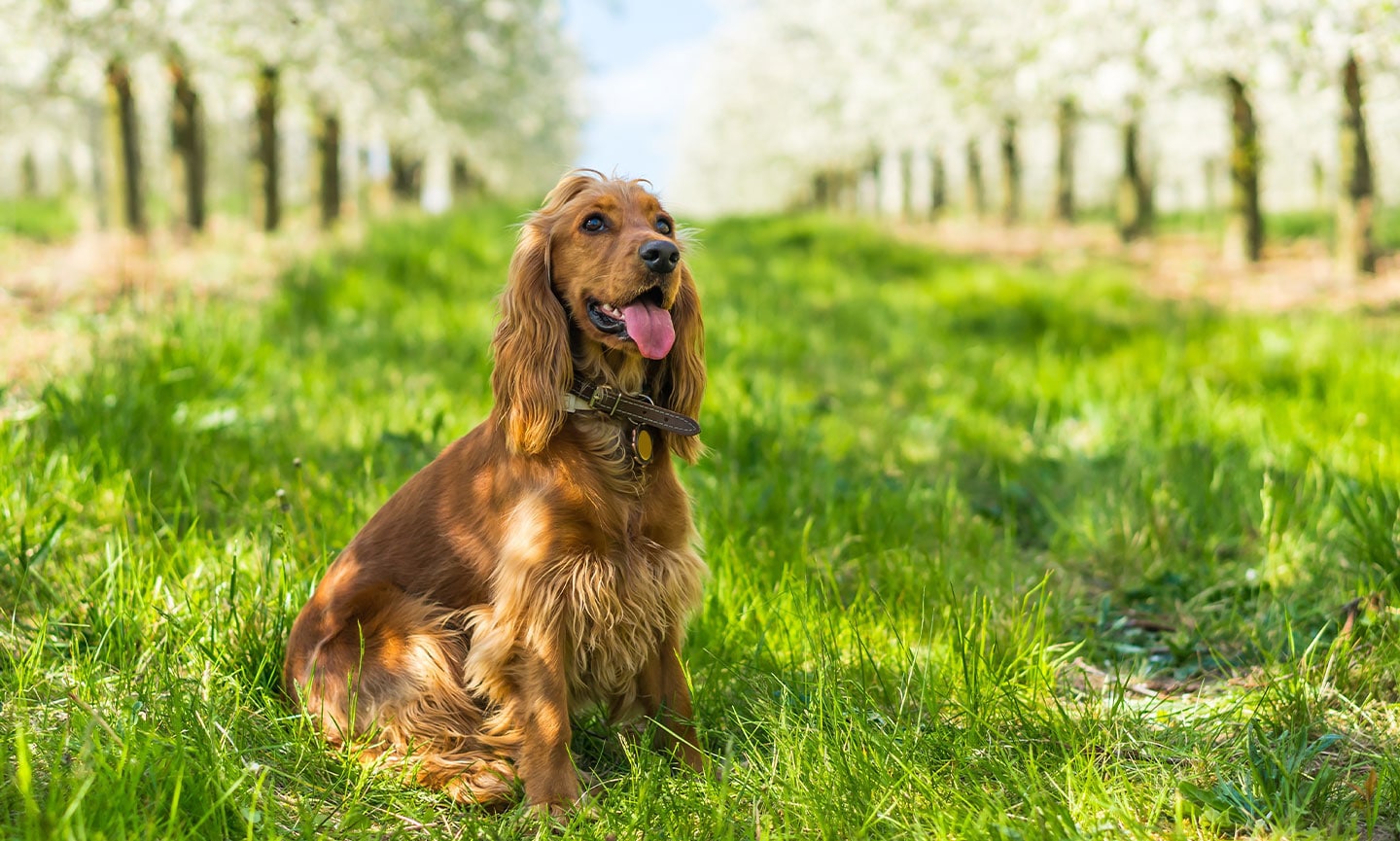 Shops lemon roan english cocker spaniel