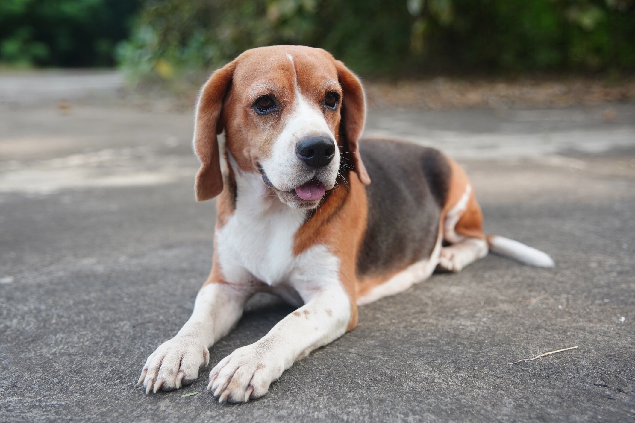 American foxhound fashion beagle