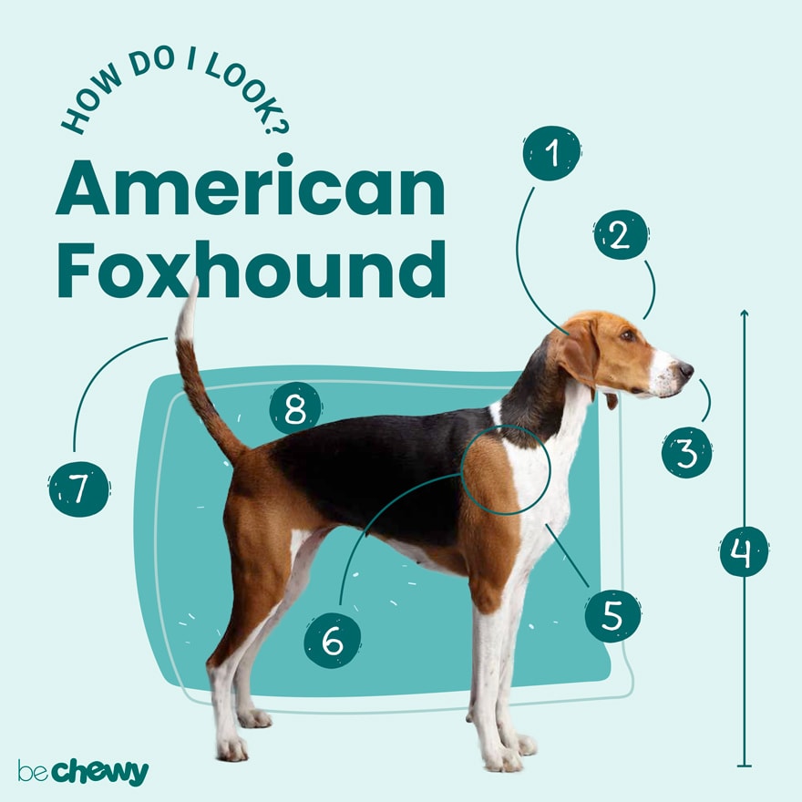 American fashion foxhound