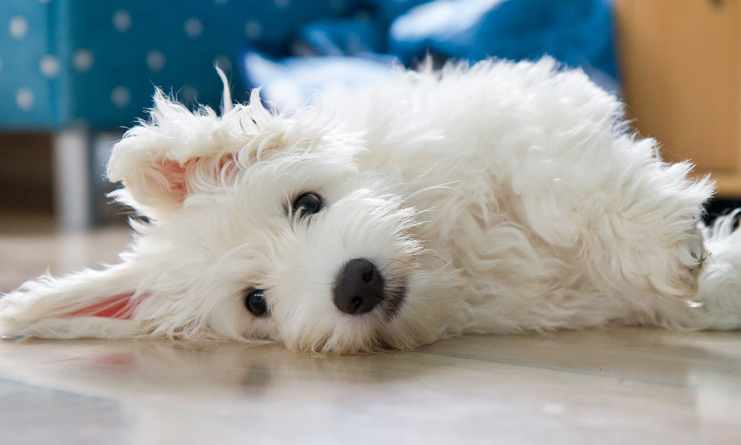 Coton de Tulear Breed Characteristics Care Photos Chewy