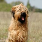 briard