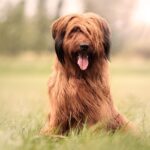 briard