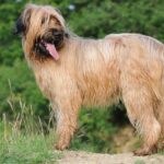 briard