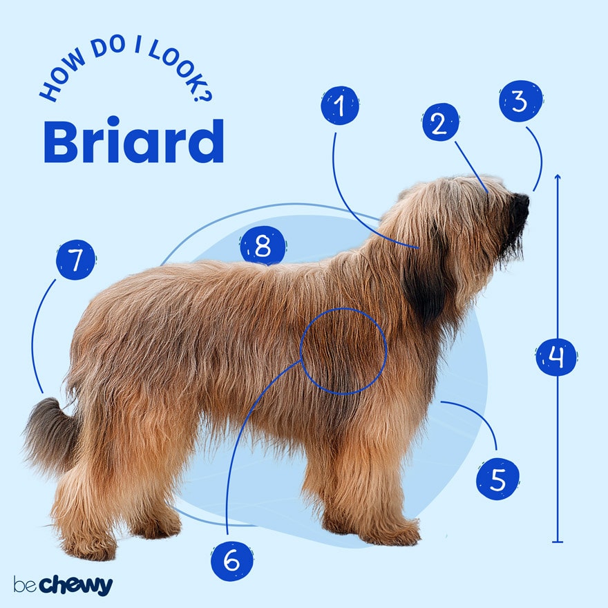 Photo of a Briard