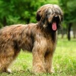 briard