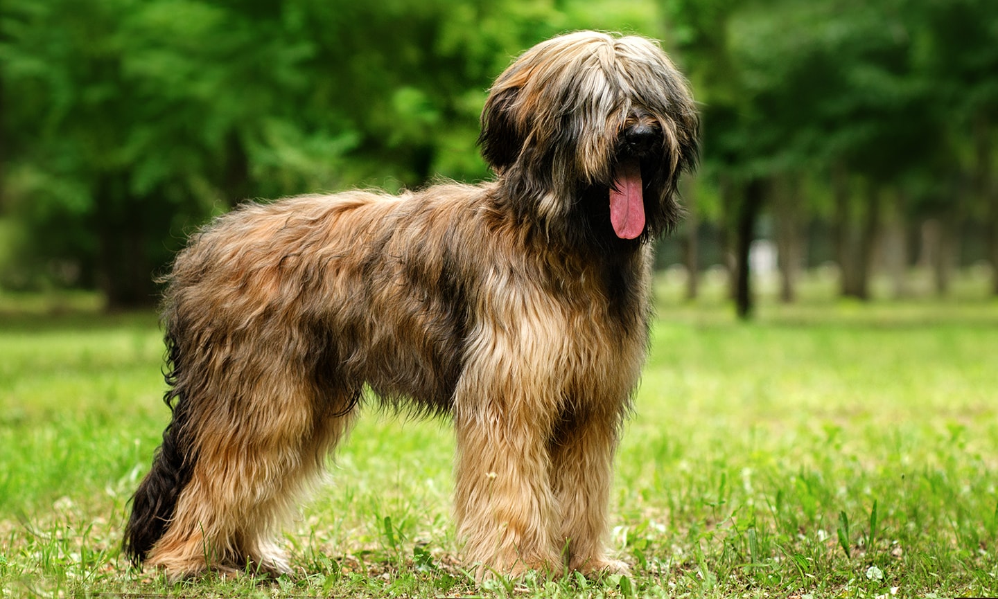 briard