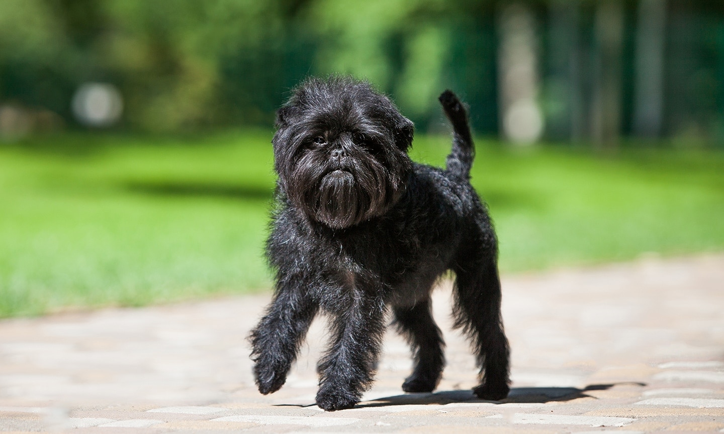 Fashion black affenpinscher