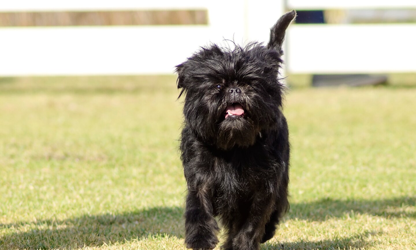 close-up of affenpinscher dog lying in grass