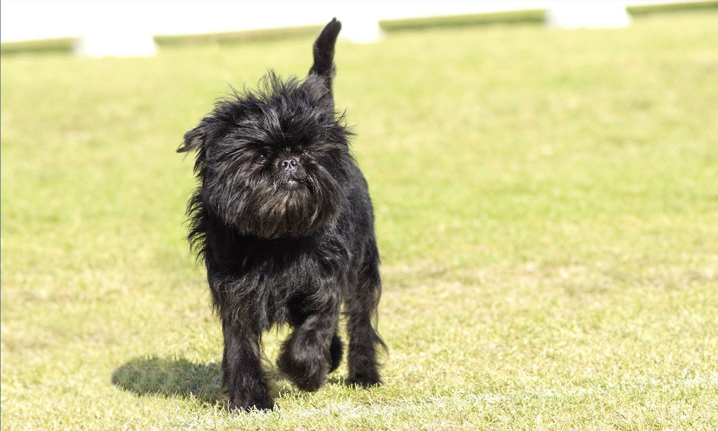 Affenpinscher Breed Characteristics Care Photos Chewy