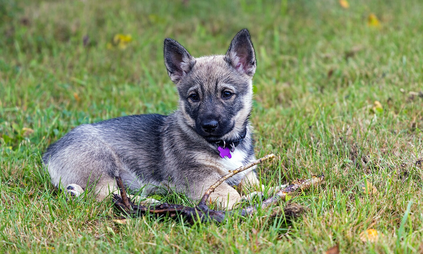 swedish vallhund dog running with no feet on the grass below