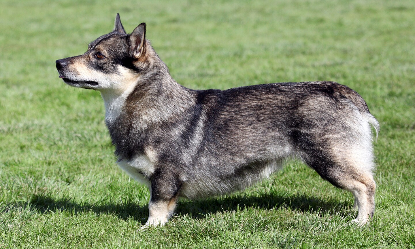 a portrait of a Swedish Vallhund, a herding dog breed, standing outside