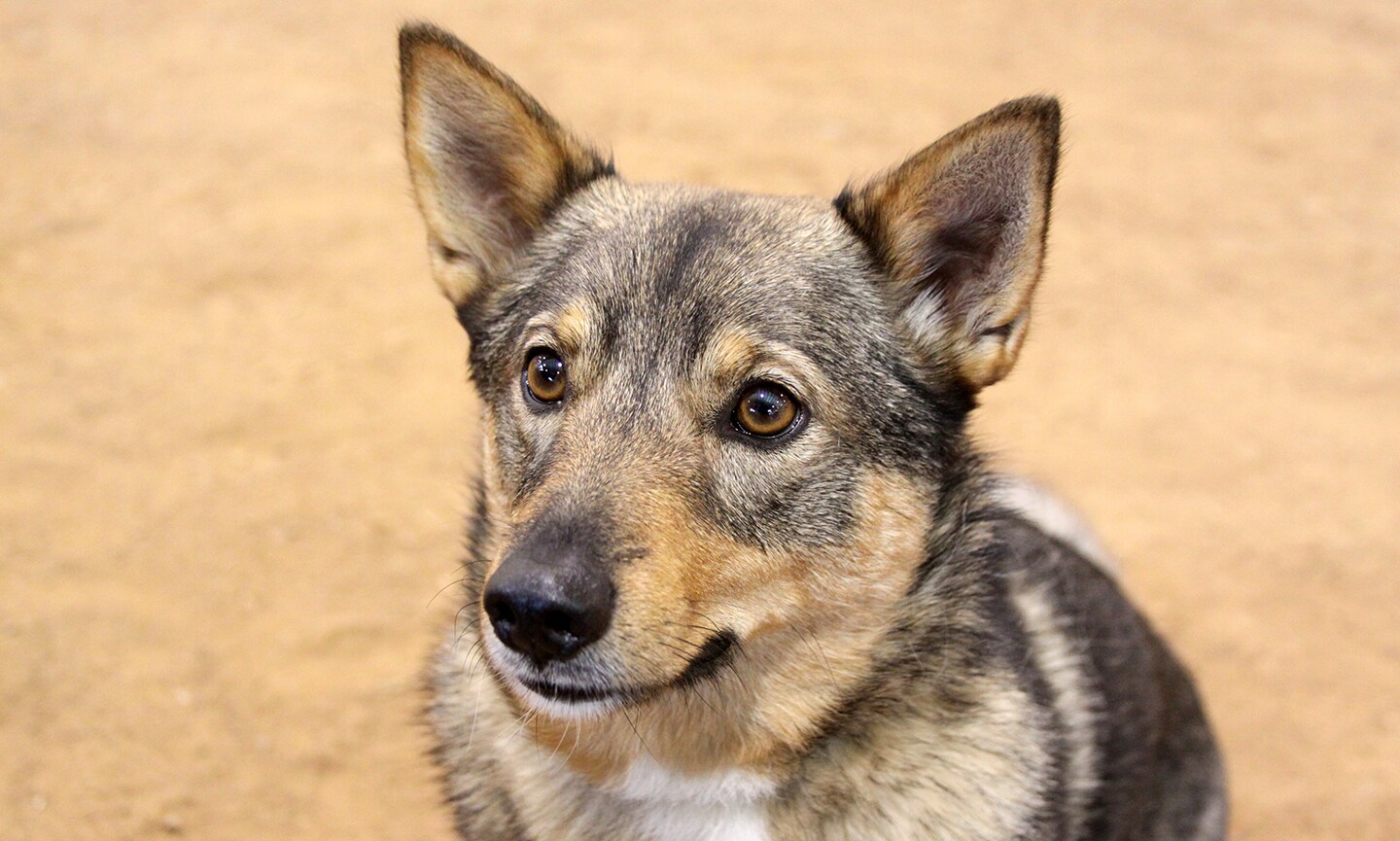swedish vallhund walking across an agility course obstacle