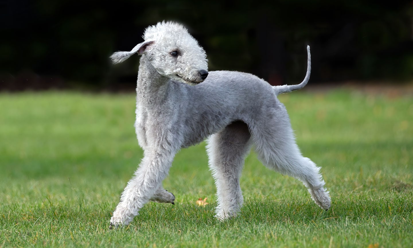 Bedlington Terrier Breed Characteristics Care Photos Chewy