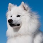 american eskimo dog