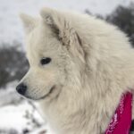 american eskimo dog