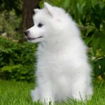 american eskimo dog