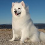 american eskimo dog