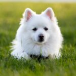 american eskimo dog