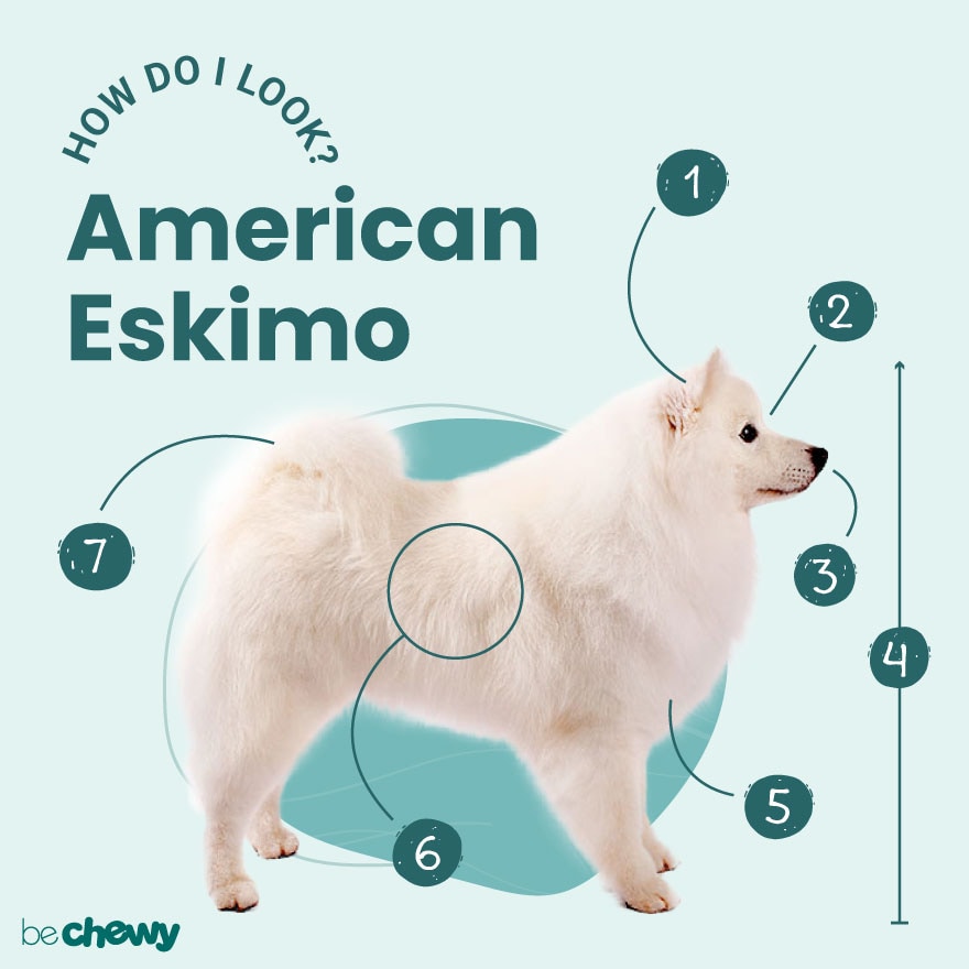 Photo of a American Eskimo Dog