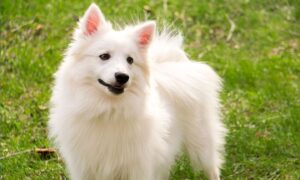 American Eskimo Dog