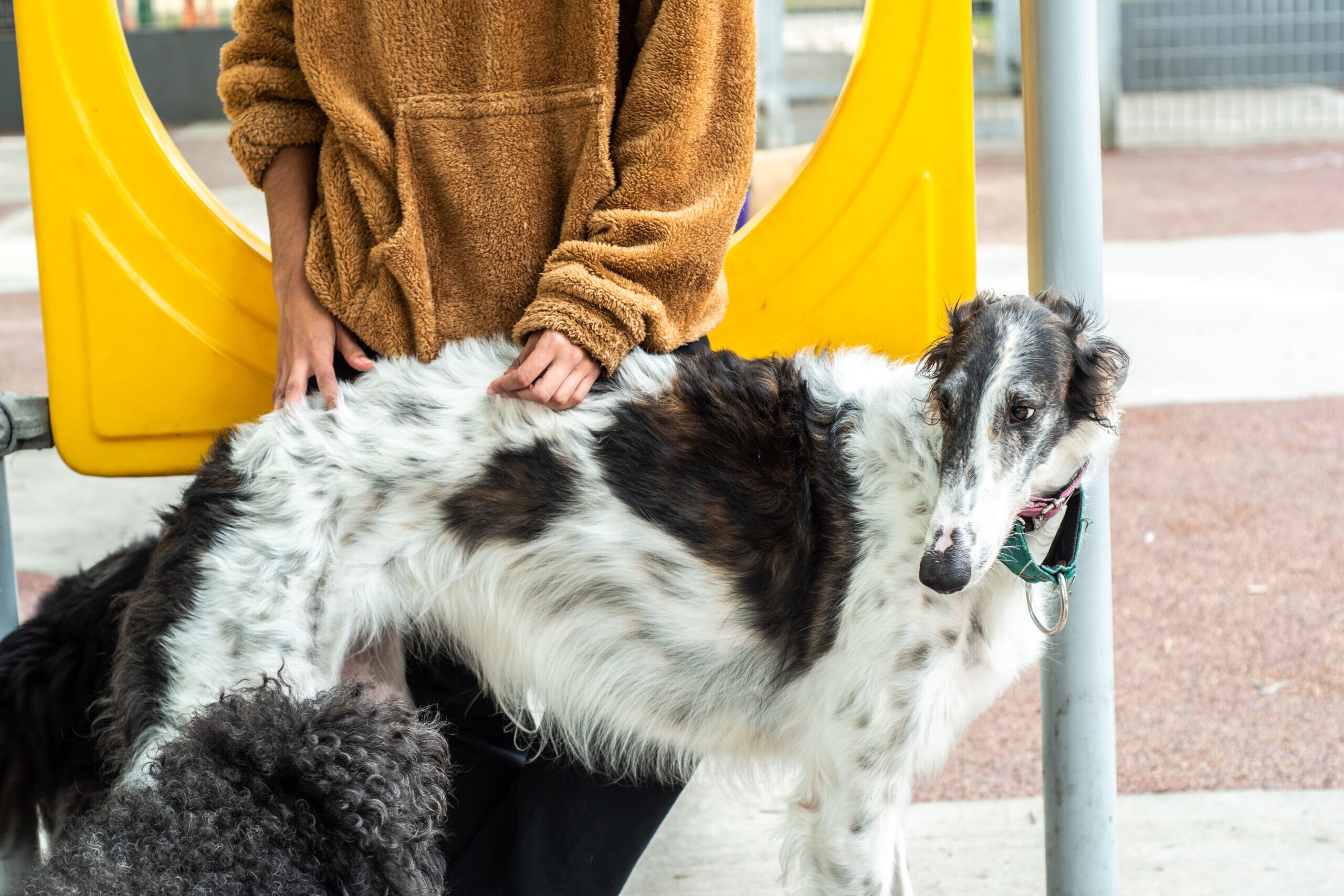 Borzoi fashion husky mix