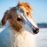 Borzoi collie fashion mix