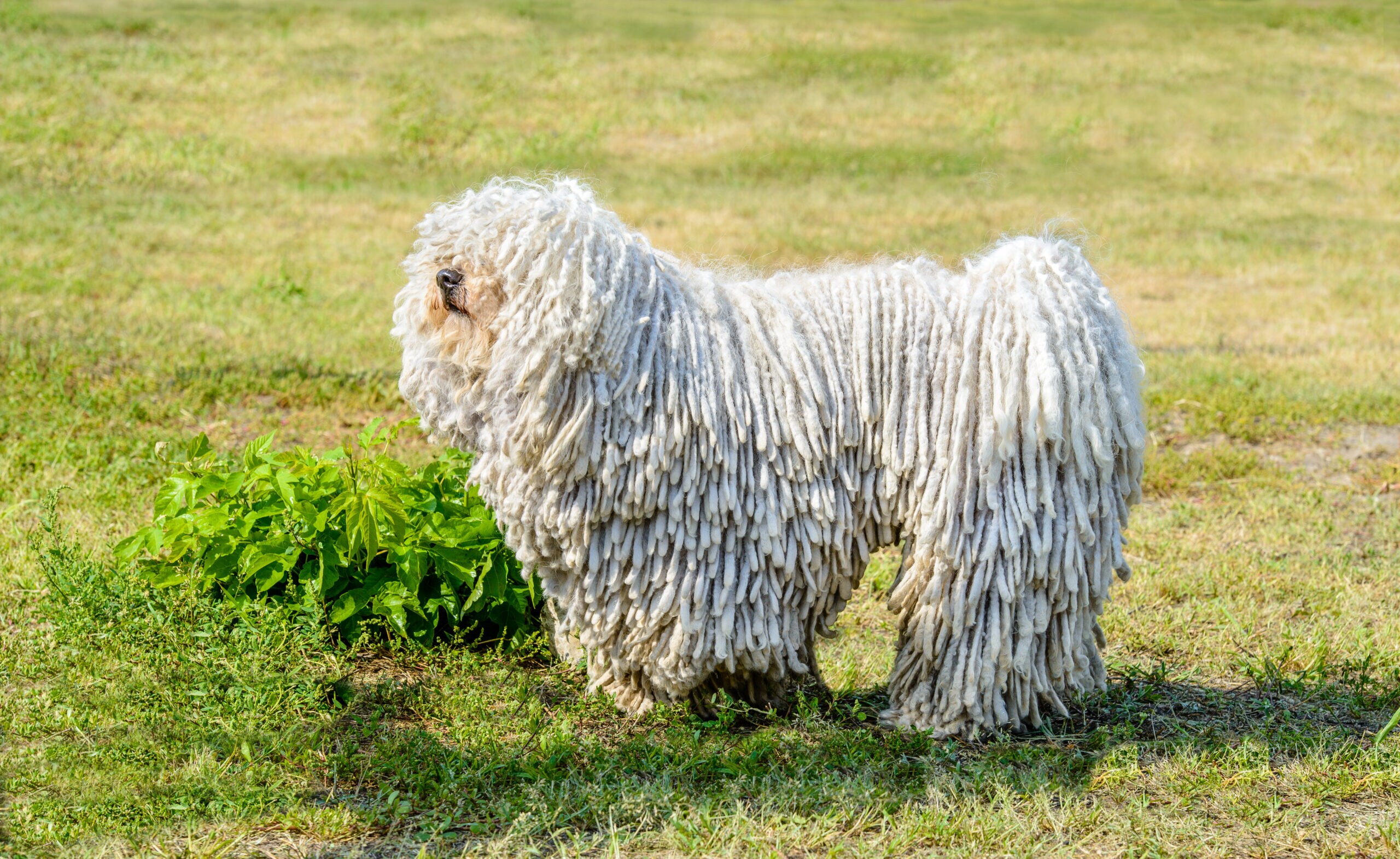 The clearance komondor