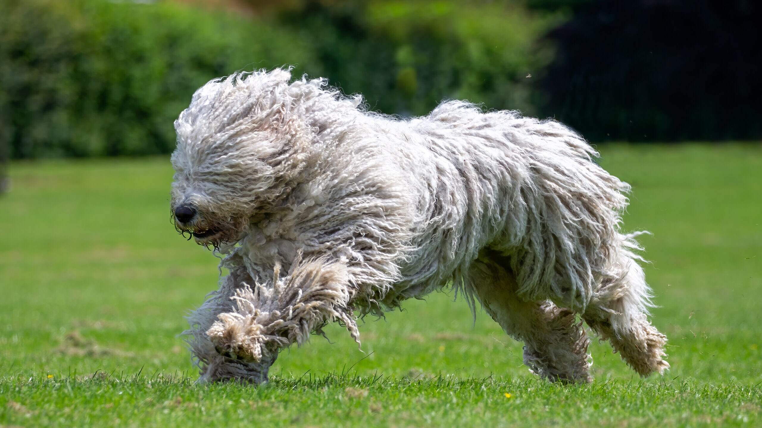 The fashion komondor