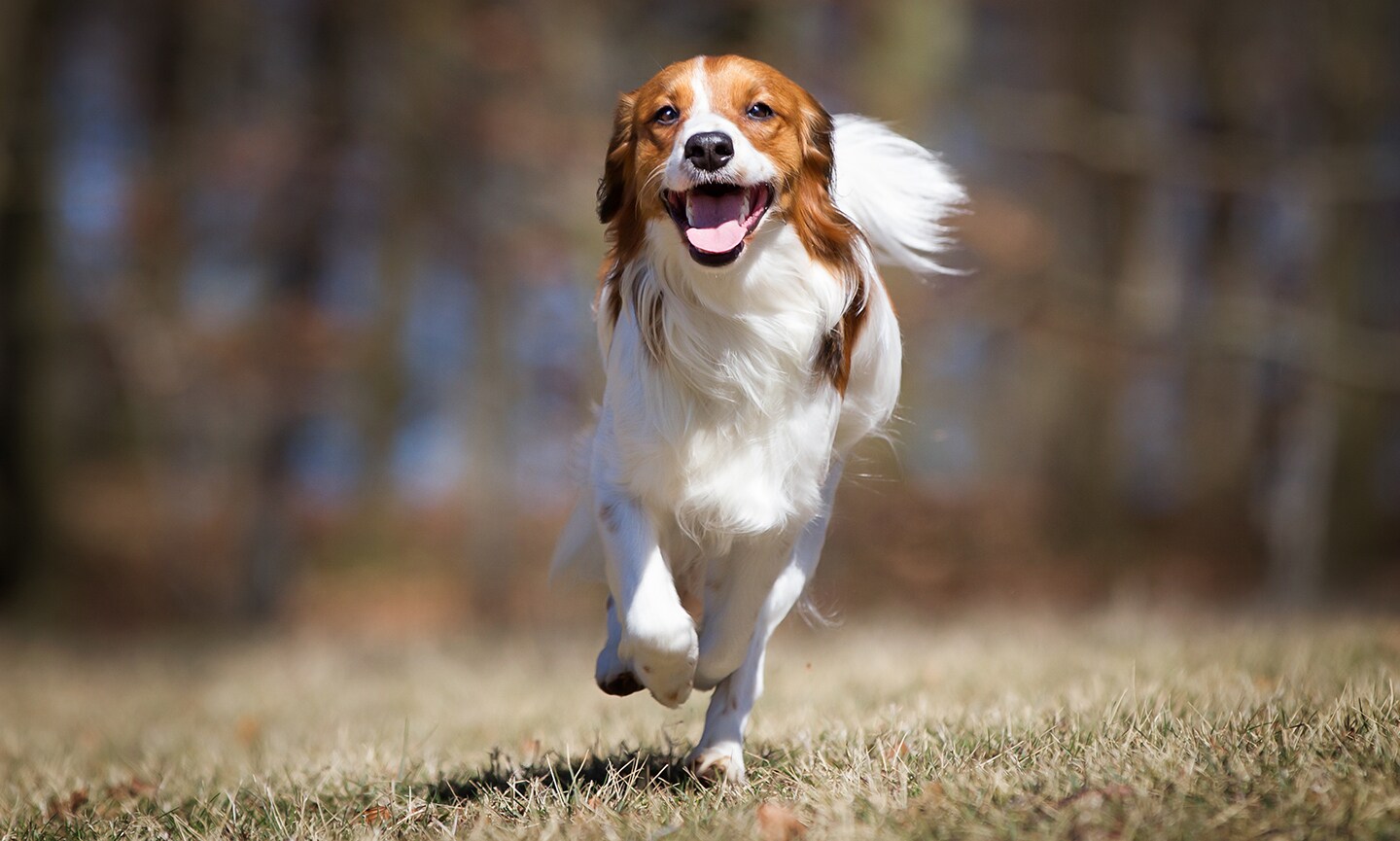 Kooikerhondje similar shops breeds