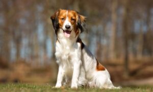 Nederlandse Kooikerhondje