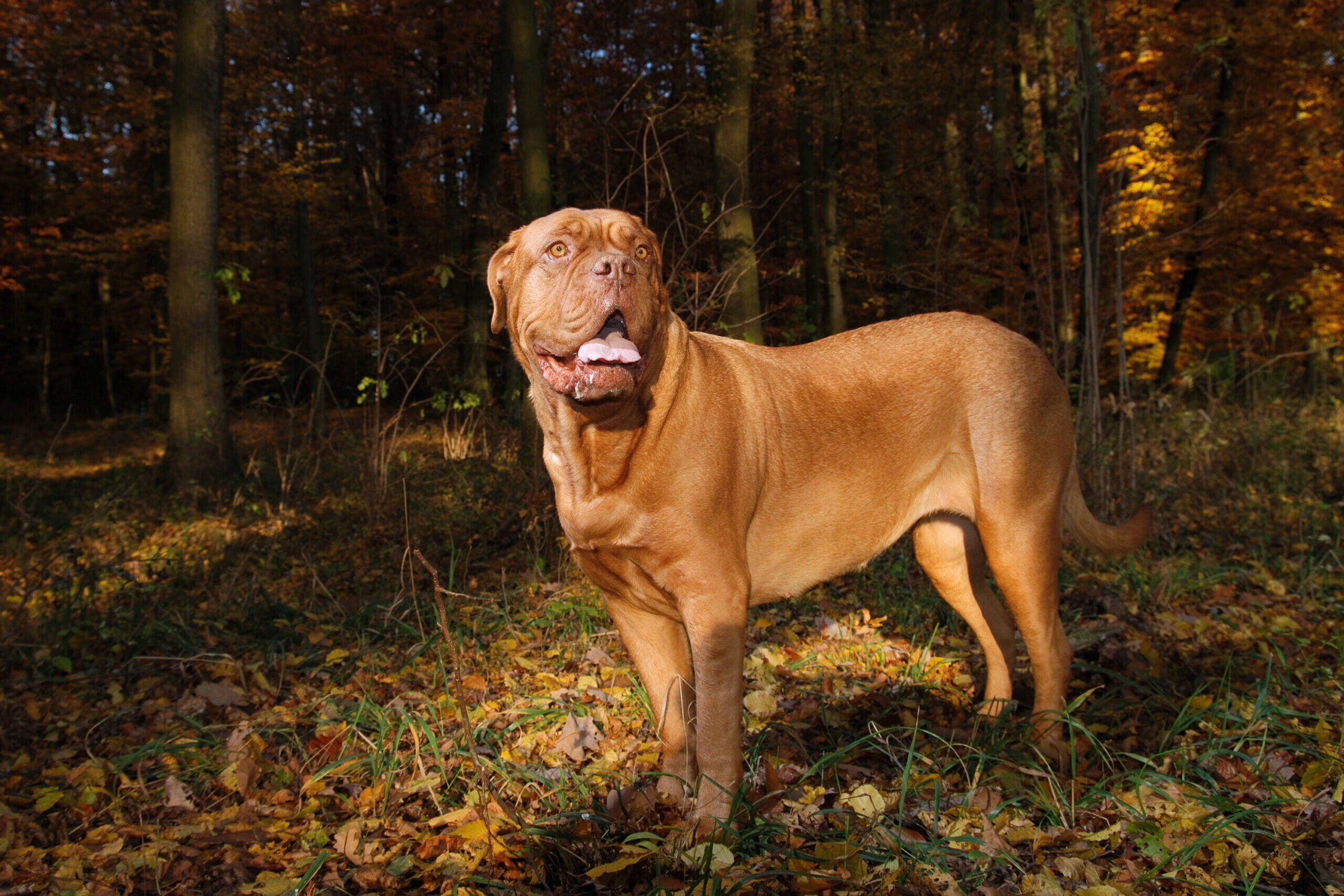 Dogue de bordeaux shops full grown