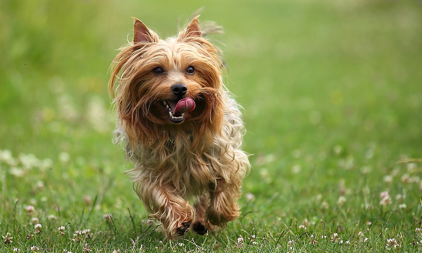 Silky Terrier Breed Characteristics Care Photos Chewy