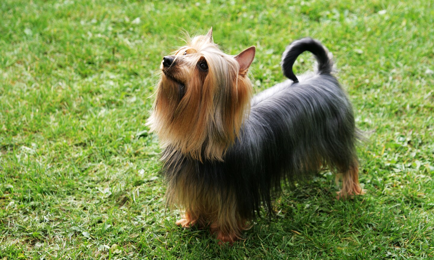 Silky Terrier Interactive Toys