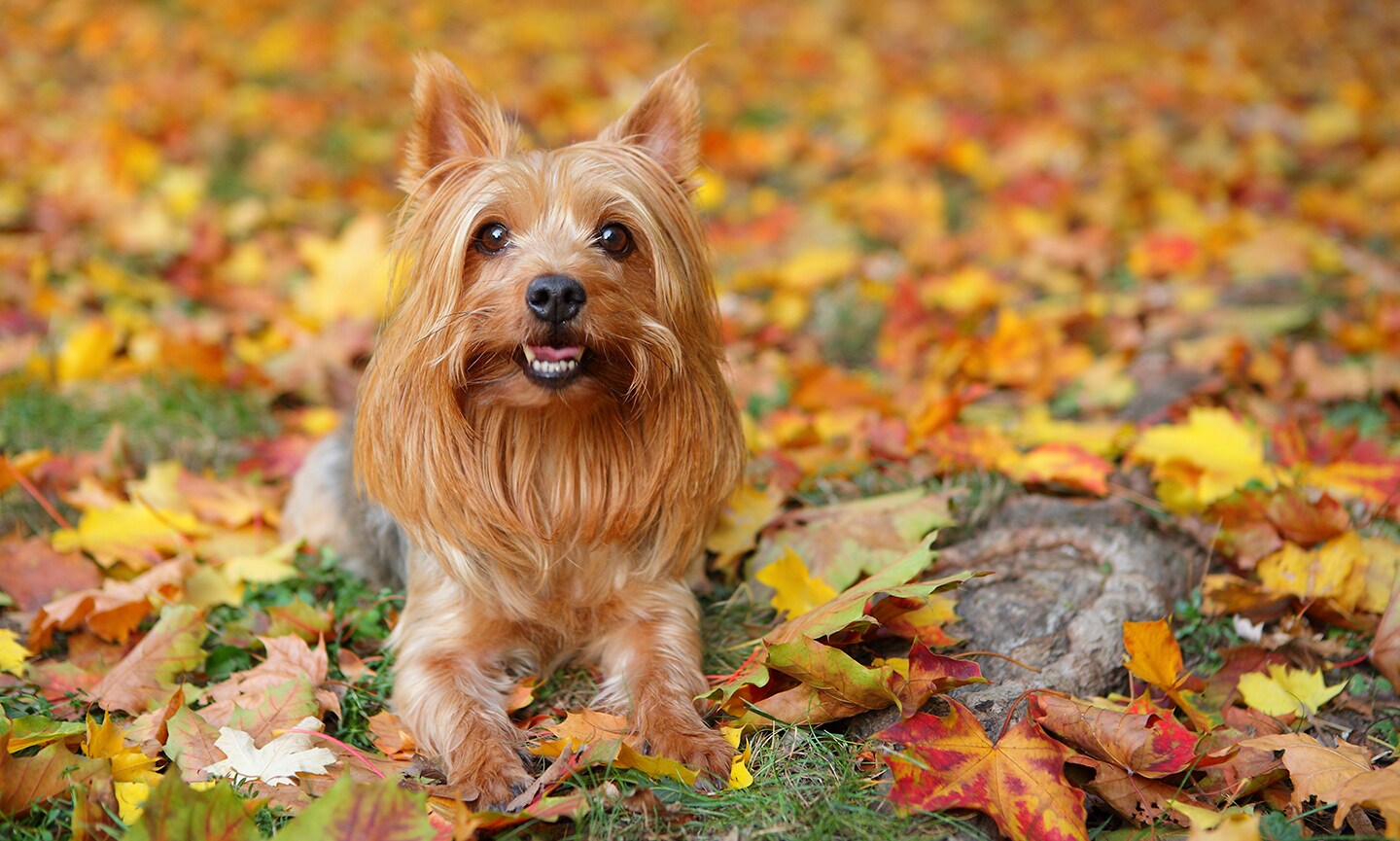 Silky fashion terrier floppy ears