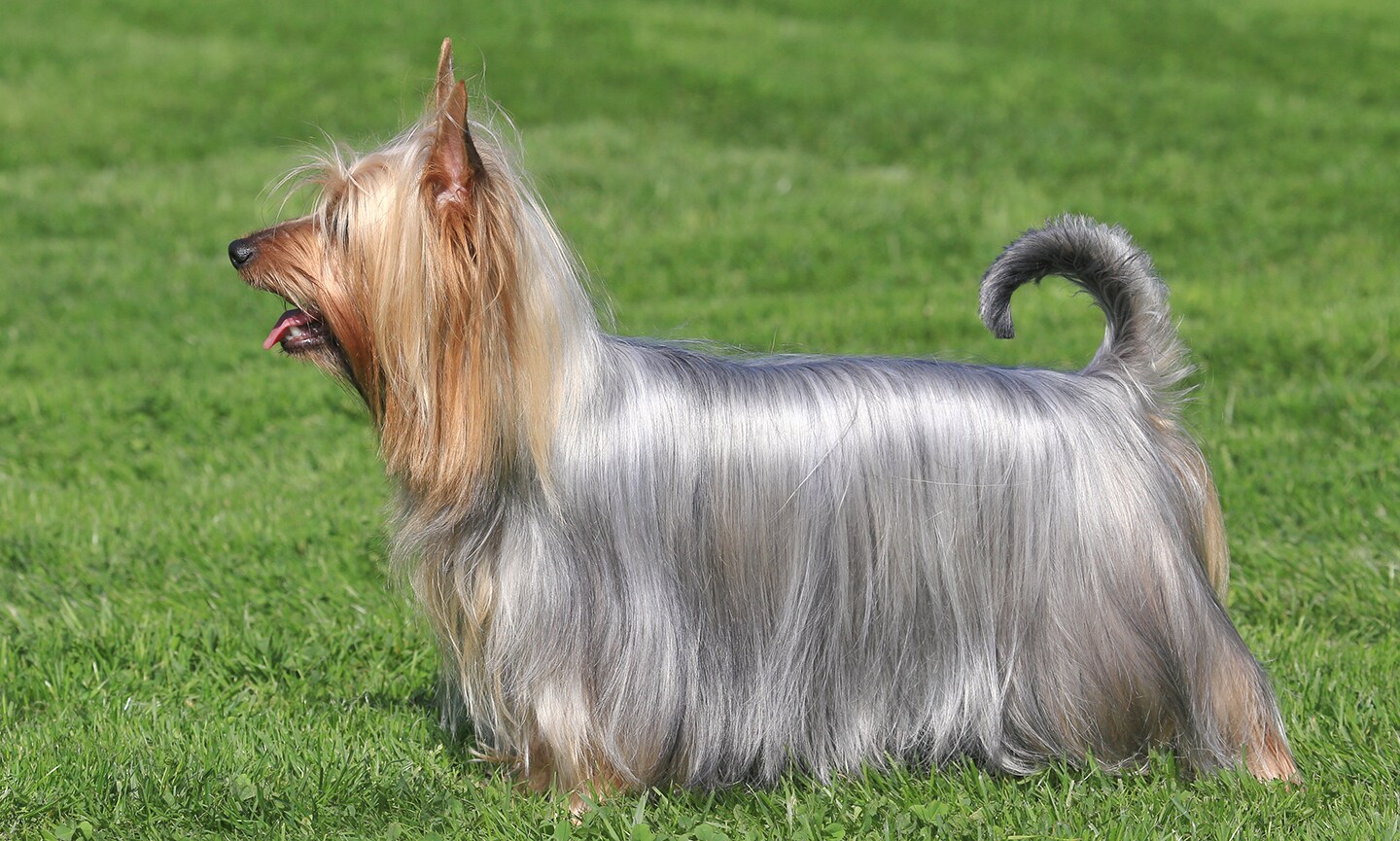 Silky fashion hair yorkie