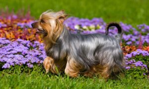 Silky Terrier